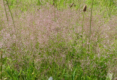 Dry Acid Grasslands